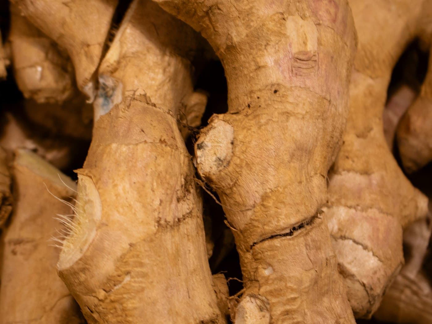 Close-up of fresh, knobby ginger roots