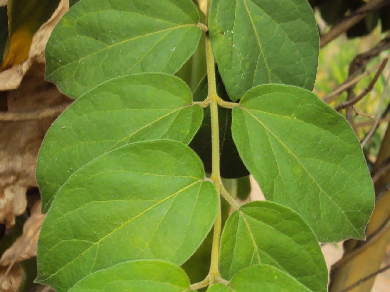 Fresh green Gymnema sylvestre leaves on the vine